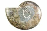 Cut & Polished Ammonite Fossil (Half) - Madagascar #364908-1